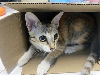Cat in a cardboard box, she is playing.