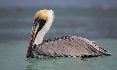 Male Brown Pelican Close-up with Ocean Background in Tulum, Yucatan, Mexico (Pelecanus occidentalis)
