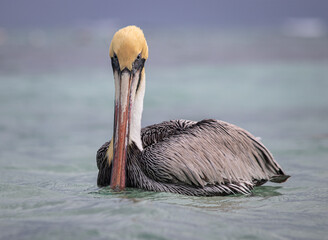 Male Brown Pelican Close-up with Ocean Background in Tulum, Yucatan, Mexico (Pelecanus occidentalis)
