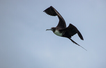 Magnificent Frigatebird Female Flying Over Cloudy Sky in Tulum, México (Fregata magnificens)