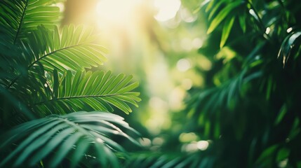 Lush Green Tropical Foliage Bathed in Golden Sunlight: A Serene Nature Escape