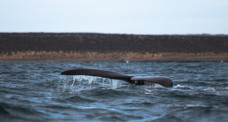 Southern Right Whale Tail fin (Eubalaena australis) Surfacing in Patagonian Waters, Peninsula Valdes, Chubut, Argentina © Matias Popoff