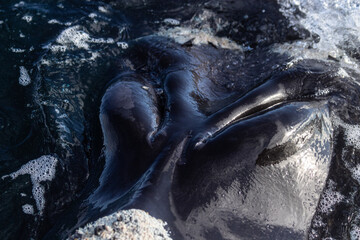 Southern Right Whale (Eubalaena australis) Spiracle Nose Extreme Close Up Surfacing in Patagonian...