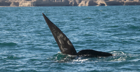 Southern Right Whale Tail fin (Eubalaena australis) Surfacing in Patagonian Waters, Peninsula...