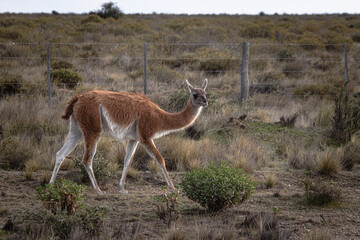 Wild Guanacos in Patagonian Shrubland Rural Landscape, Peninsula Valdes, Argentina (Lama guanicoe)
