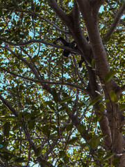 Fototapeta premium Monkeys in the Wilderness