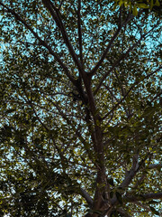 Monkeys in the Wilderness