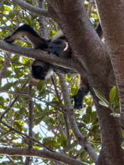 Monkeys in the Wilderness