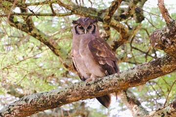 Giant Eagle-Owl in Ndutu