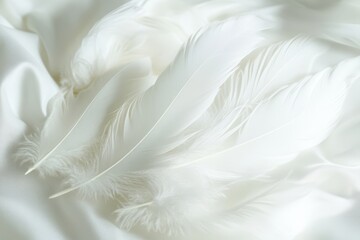 Fototapeta premium Delicate white feathers on soft fabric