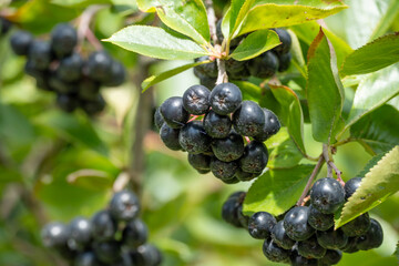 Close-up of ripe aronia berries growing on a branch with green leaves.
