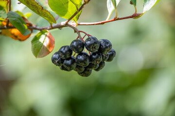 Black aronia berries hang from a branch in a blur of green in this beautiful image.
