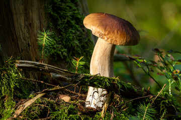 A stunning view of a large mushroom growing in its natural forest habitat.