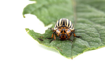 A detailed view of a Colorado potato beetle on a green leaf, captured in a close-up shot.