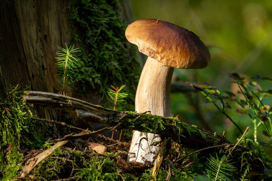 A stunning view of a large mushroom growing in its natural forest habitat.