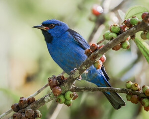 Dacnis cayana