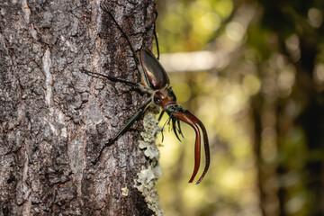 Darwin’s Beetle male Macro shot with Large Mandibles in Native Forest, Huilo Huilo, Chile...