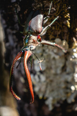 Darwin’s Beetle male Macro shot with Large Mandibles in Native Forest, Huilo Huilo, Chile...