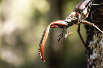 Darwin’s Beetle male Macro shot with Large Mandibles in Native Forest, Huilo Huilo, Chile...