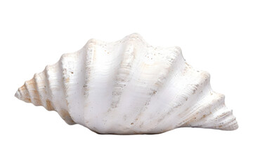 Close up of a single white seashell, isolated on a black background.  Perfect for summer, beach, ocean, nature, and coastal themes.