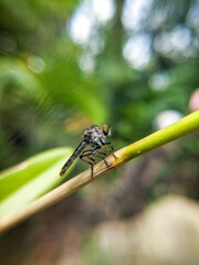 Ommatius insects that eat up wood