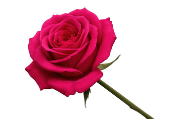 Beautiful pink rose in full bloom isolated on a transparent background, perfect for design projects