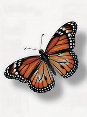 Fototapeta premium Monarch butterfly with orange and black wings isolated on a white background