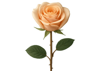 Fototapeta premium Peach rose blossom with green leaves isolated on transparent background, perfect for floral designs and romantic compositions