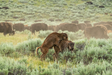 Fototapeta premium Two Young Bison Play On The Edge Of Herd
