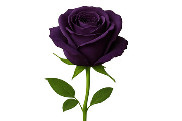 Fototapeta premium Purple rose with verdant leaves, studio-photographed against transparent backdrop, serving decorative design purposes