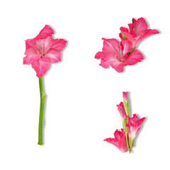 pink gladiolus flowers isolated on transparent background