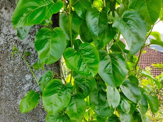 Green passion fruit leaves background.  Passiflora edulis.