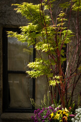 Beautiful spring maple tree and beautiful flowers  in front of a window in the garden. Vintage decor of house. 