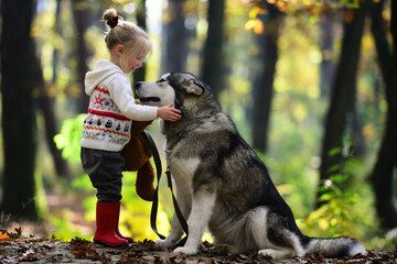 Child walking with dog. Kid playing with dog in autumn park. Child girl hugging cute Husky. Kid and dog. Child with pet husky. Cute puppy in fall foliage. Fluffy dog and child portrait. © Volodymyr