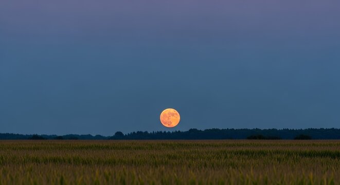 Harvest moon rising over golden field during twilight sky