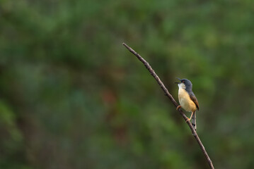 Beautiful close up of a male Ashy prinia perched on a slender branch, captured mid call against a...