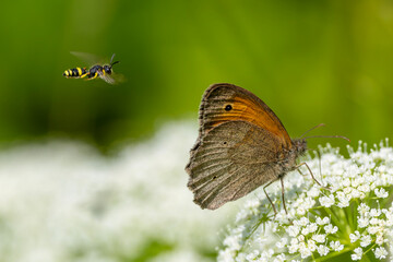 Ein auf einer weißen Blüte sitzendes Großes Ochsenauge und eine vorbei fliegende Bienenjagende Knotenwespe