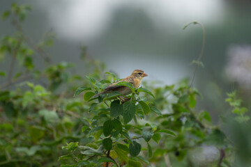 Close up of a vibrant yellow and brown Baya weaver bird perched on a delicate tree branch against a lush green blurred background.