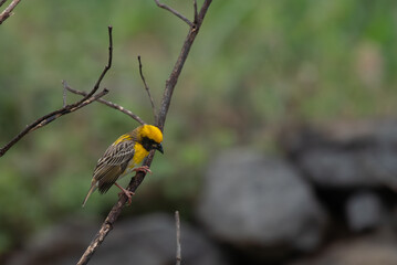 Close up of a vibrant yellow and brown Baya weaver bird perched on a delicate tree branch against a lush green blurred background.