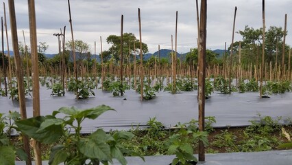 White Chili Plants Growing Neatly