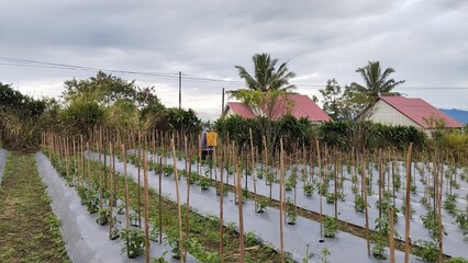 Farmer Spraying Vegetable Garden Field