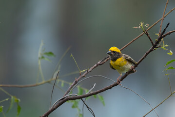 Fototapeta premium Close up of a vibrant yellow and brown Baya weaver bird perched on a delicate tree branch against a lush green blurred background.