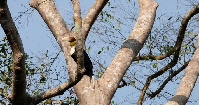 Facing towards the left side of the frame, a male Wreathed Hornbill Rhyticeros undulatus hops as it switches to the right side.