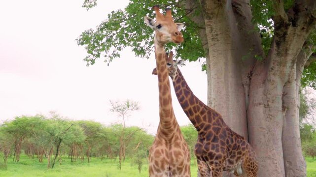 Slow-motion of a pair of graceful giraffes stand beneath a towering baobab tree in the heart of Bandia Reserve, Senegal. Surrounded by vibrant green vegetation.