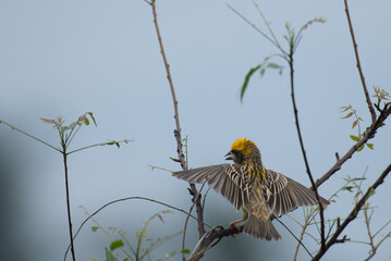 Close up of a vibrant yellow and brown Baya weaver bird perched on a delicate tree branch against a...