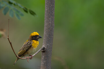 Close up of a vibrant yellow and brown Baya weaver bird perched on a delicate tree branch against a lush green blurred background.