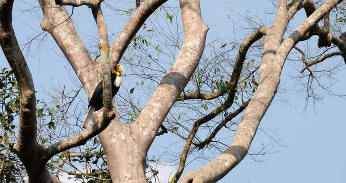 Looking towards the right side of the frame, a male Wreathed Hornbill Rhyticeros undulatus, moves its head to the left side.
