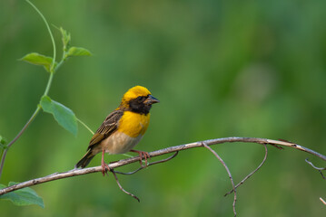 Close up of a vibrant yellow and brown Baya weaver bird perched on a delicate tree branch against a lush green blurred background.