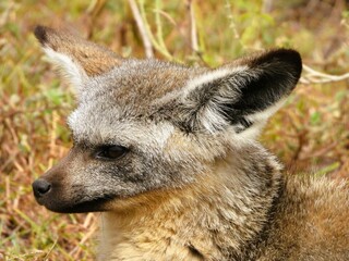 A Bat-eared Fox in Ndutu