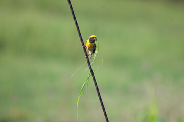Close up of a baya weaver perched on a long wire, holding long green grass stands in its beak for nest building. Captured against a soft green background.